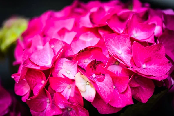 Hortensia Bloem Van Dichtbij Bekijken — Stockfoto