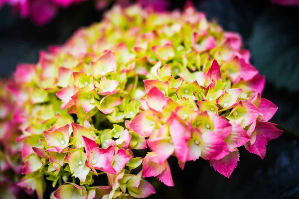 Гортензия Цветок Вблизи Вид — стоковое фото
