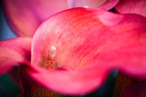 Calla Fleur Lys Gros Plan — Photo