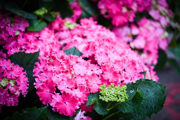 Hortensie Blume Nahaufnahme — Stockfoto