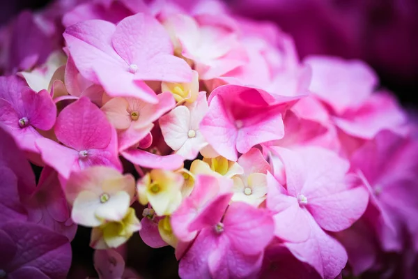 Hortensia Bloem Van Dichtbij Bekijken — Stockfoto