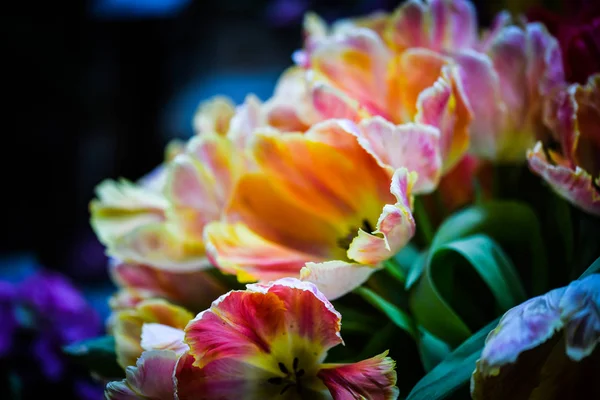 Přírodní Tulipány Zavřít Pohled — Stock fotografie