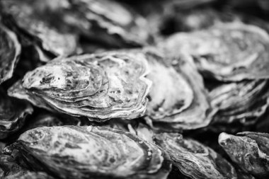 Taze istiridyeler yakın görünüm