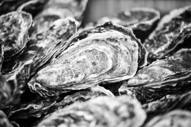 Taze istiridyeler yakın görünüm