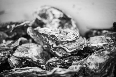 Taze istiridyeler yakın görünüm