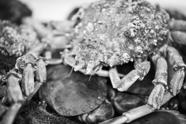 Taze ıstakoz. Yakından bak.