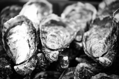 Taze istiridyeler yakın görünüm