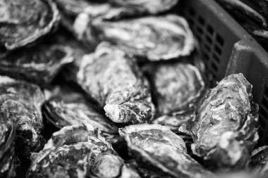 Taze istiridyeler yakın görünüm