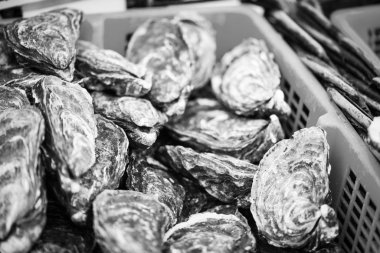 Taze istiridyeler yakın görünüm