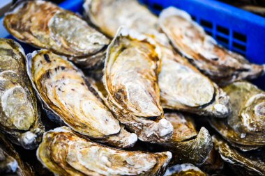 Taze istiridyeler yakın görünüm