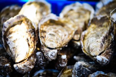 Taze istiridyeler yakın görünüm