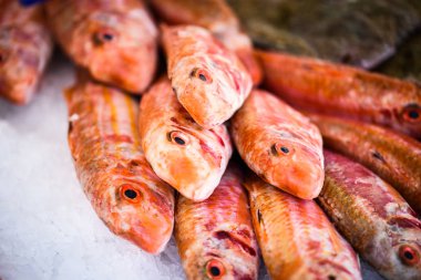 Taze kırmızı balık.