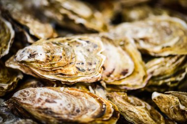 Taze istiridyeler yakın görünüm