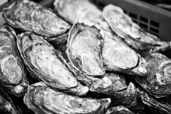 Taze istiridyeler yakın görünüm