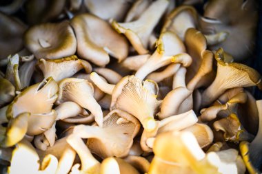 Taze mantarlar görünümü kapatın