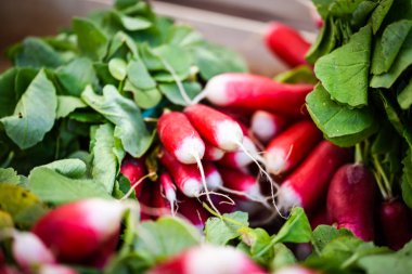 Lezzetli taze kırmızı turp. Yakın çekim.