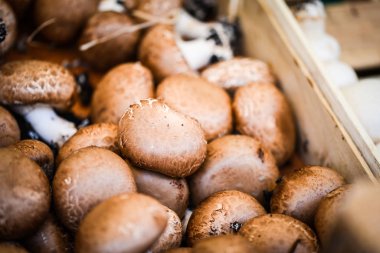 Taze mantarlar görünümü kapatın