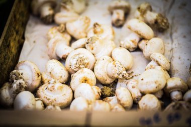 Taze mantarlar görünümü kapatın