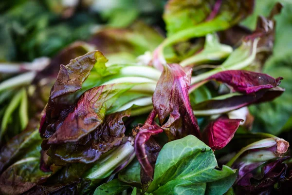 Frischer Salat Aus Nächster Nähe — Stockfoto