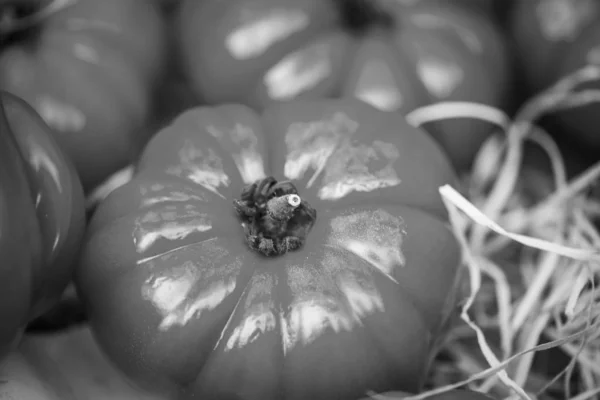 Tomates Frescos Mercado Parisiense — Fotografia de Stock