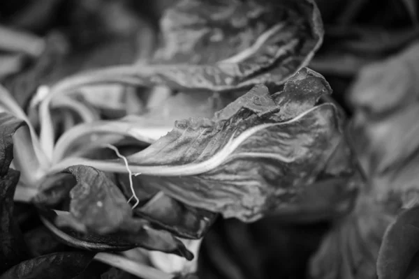 Fresh Lettuce Close View — Stock Photo, Image