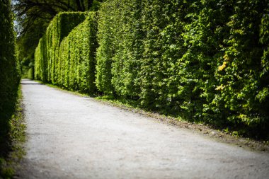 Labirent yolu. Yakın görüş.