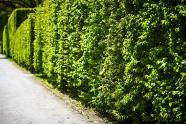 Labirent yolu. Yakın görüş.