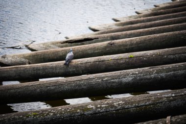 Vltava Nehri 'ndeki tahta sütunlar
