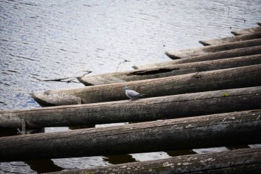 Vltava Nehri 'ndeki tahta sütunlar