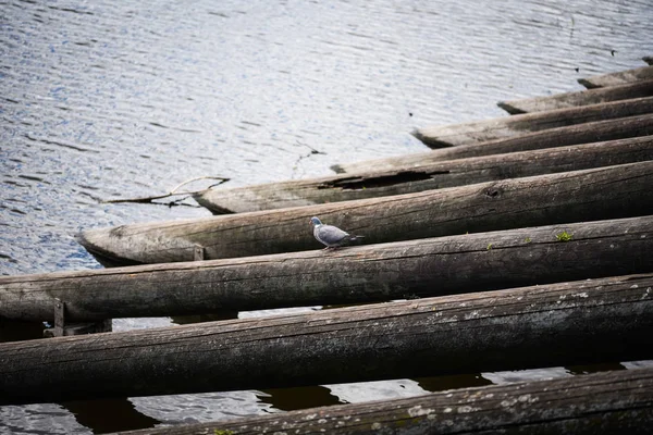 Vltava Nehri 'ndeki tahta sütunlar