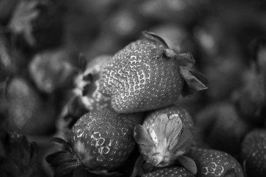 Prag 'daki meyve pazarında taze çilekler kapanıyor.