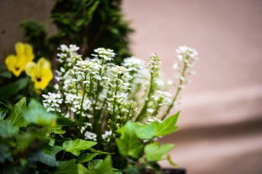 Yaz çiçeklerini karıştır, yakın görünüm