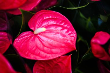 Anthurium çiçeği yakın görünüm