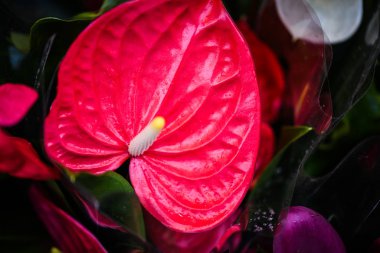 Anthurium çiçeği yakın görünüm