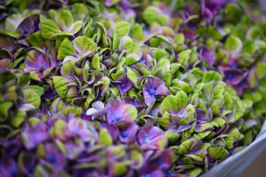 Ortanca çiçeği, yakın görünüm