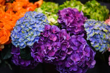 Ortanca çiçeği, yakın görünüm