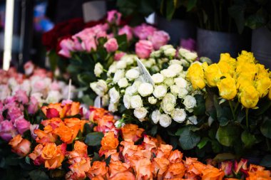 Doğal güller manzarayı kapatır