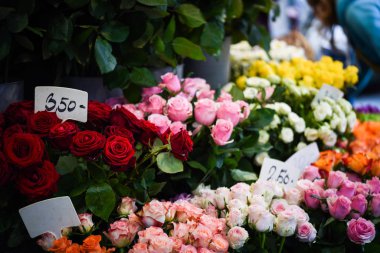 Doğal güller manzarayı kapatır