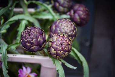 Taze doğal enginar çiçeği. Yaklaş.