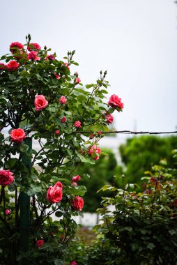 Doğal güller manzarayı kapatır