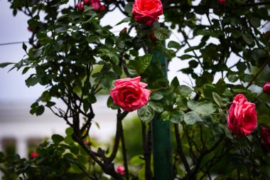 Doğal güller manzarayı kapatır