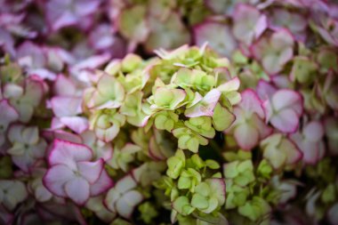 Ortanca çiçeği, yakın görünüm