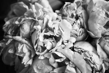 Güzel, doğal, pembe şakayıklar.