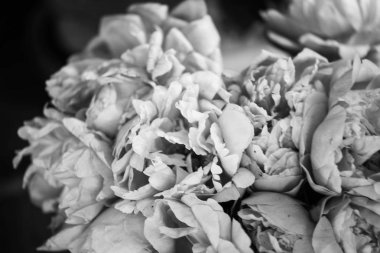 Güzel, doğal, pembe şakayıklar.