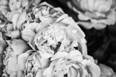 Güzel, doğal, pembe şakayıklar.