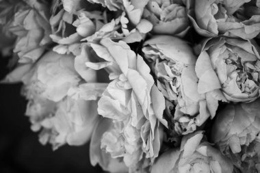 Güzel, doğal, pembe şakayıklar.