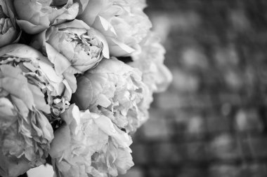 Güzel, doğal, pembe şakayıklar.