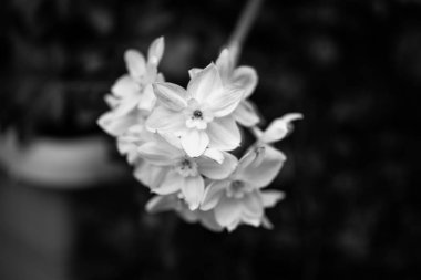 Yaz çiçeklerini karıştır, yakın görünüm