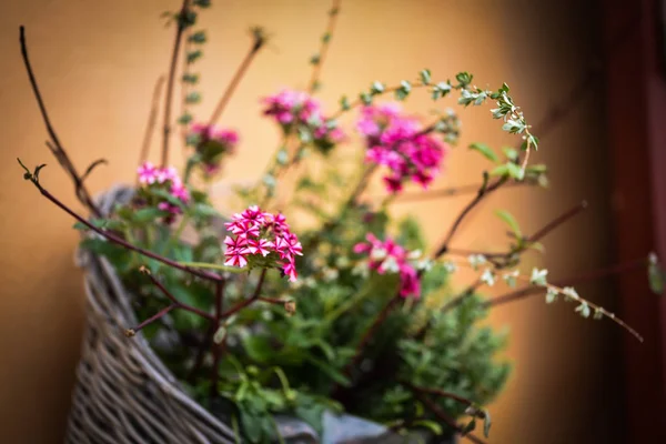 Mezclar Flores Frescas Verano Cerca Ver — Foto de Stock