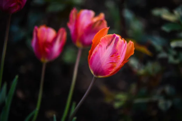 Krásný Přírodní Tulipány Zavřít Pohled — Stock fotografie